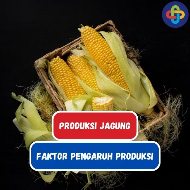 Indonesia:Produksi Jagung dan 7 Faktor Pengaruh Produksi